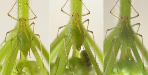 Macrosiphum gei